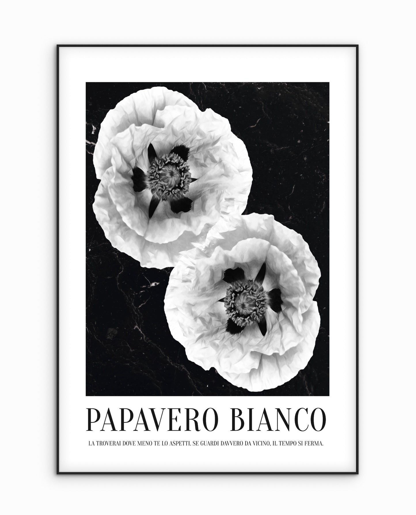 PAPAVERO BIANCO